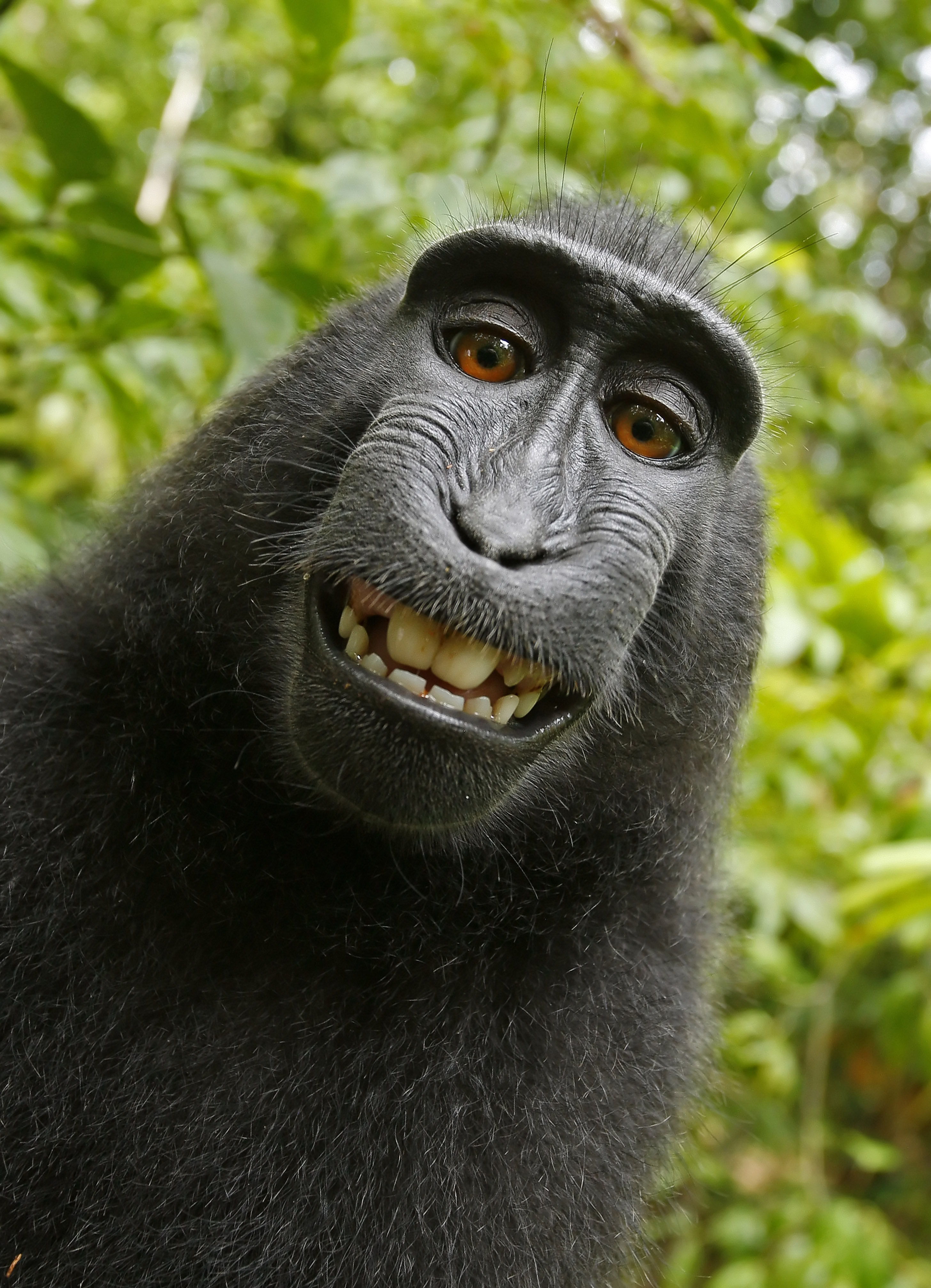 The Legendary Andrew Imredy Monkey Selfie